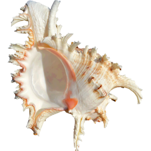 16-23CM Natural Large Conch Shell Kirin Snail Murex Ramosus Shell Collection Gift African Turban Seashell Coral Conch Home Decor