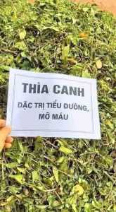 Dây Thìa Canh Khô Thơm Dễ Uống - Nước Trà Chè Nho Chua Cho Người Tiểu Đường - Sản Phẩm Việt Nam 1kg