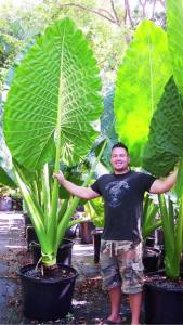 บอนกระดาด บอนยักษ์ Alocasia Borneo Giant