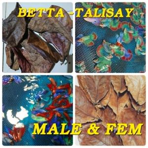 Thai Import Betta Aquarium Decor -Suitable for Betta Fish Display - Indoor Aquarium Setup
