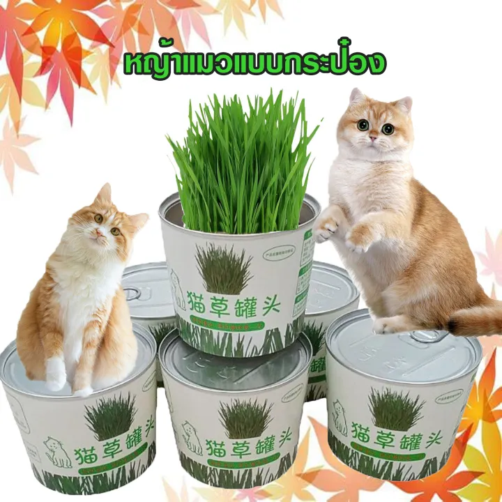 Boqi Factory หญ้าแมวแบบกระป๋อง YC-309