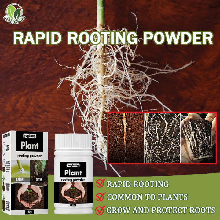 rose seed oil Organic Rosehip Oil