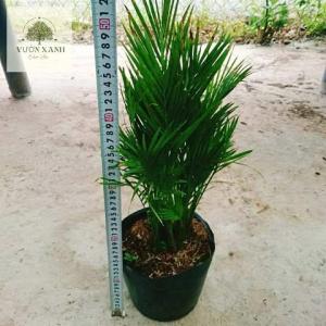 Cây Cau Vàng Đài Loan 100cm - Cây Kiểng Trang Trí Trong Nhà