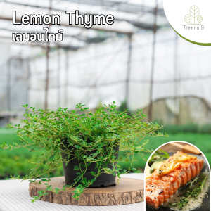 Treeno.9 T202 เลมอนไทม์ (Lemon Thyme) ส่งแบบ กระถาง 6 นิ้ว และ กระถาง 8 นิ้ว / สูง 15-30 cm. / สมุนไพรฝรั่ง กลิ่นหอม ดีต่อสุขภาพ (Herb)
