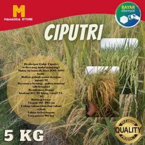 BIJI PADI UNGGUL CIPUTRI  5KG MALAI PANJANG