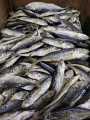 🔥Hot Item/Hot Deal🔥Ikan Asin Sardin Ogak Kukus Masin Sardin Ogak Kukus. 