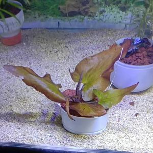 TANAMAN AQUASCAPE~TIGER LOTUS RED~HIASAN AQUARIUM~1 PCS