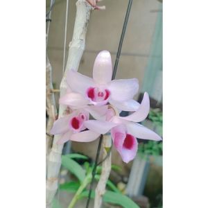 Combo 02 cây giống lan bầu cánh sáp Tây nguyên