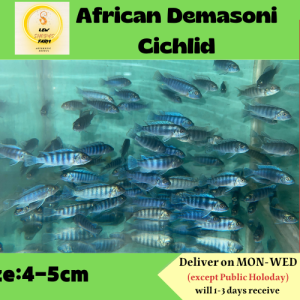African Demasoni Cichlid / Live Fish 蓝非洲王子