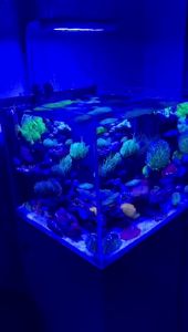 Coral Set Smartphone Reef Kits 1 Dust Case 2 Clips 8 Lenses: Yellow Orange Gradual Yellow Orange Pink Star6 CPL Macro