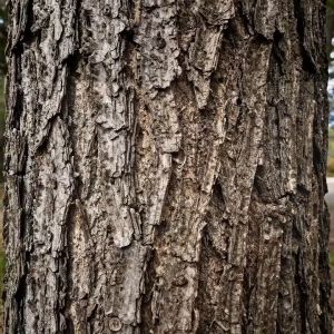 Flat Natural Tree Cork Bark Hide Isopod Reptile Bedding Bearded Dragon Habitat