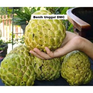 Bibit Srikaya Jumbo Hasil Okulasi Siap Berbuah