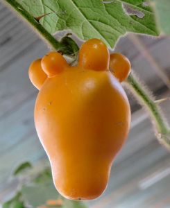 20 BIJI BENIH TERUNG SUSU KAMBING (Solanum mammosum) Seeds