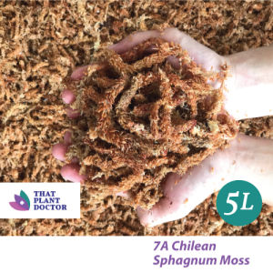 7A Chilean Sphagnum Moss (5L)