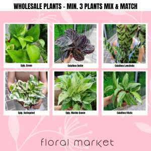 WHOLESALE PLANTS - 3 Plants Mix-&-Match - Floral Market