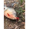 Umpan Ikan Toman Sangat Cocok Buat Casting Babon Toman. 