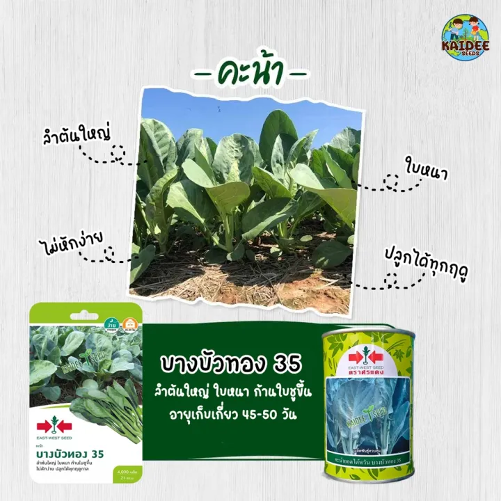 เมล็ดคะน้า บางบัวทอง35 ตราศรแดง ลำต้นใหญ่ ใบหนา