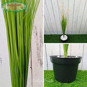 Tanaman Hias Bunga Ilalang Variasi Warna T65 Pot Dasar Hitam Dekorasi Ruangan Tamu