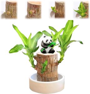 Tanaman Pohon Hanjuang Bahan Bonsai - Stek Batang Hanjuang Hijau (Dracaena Fragrance : Brazilian Wood) Dm 6-8 Cm