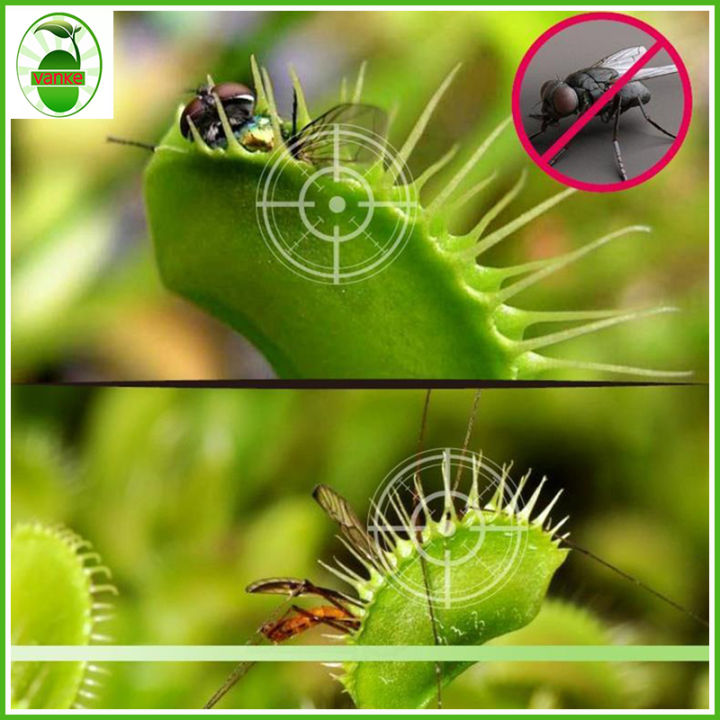 VK033（5 seeds）Venus flytrap seed | Lazada PH