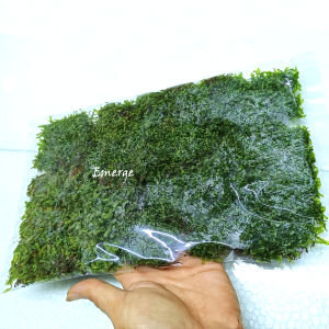 Pallavicinia Iyellii (pelia moss)地钱苔emerge/Aquatic plant/Tumbuhan Akuatik/Terrarium/ Paludarium/Vivarium