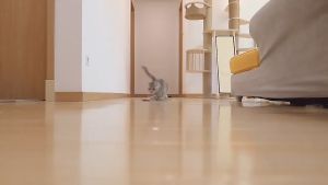 YOUYITIAOYU Rechargeable Cat Laser Toy USB Charging Multiple Patterns Red Laser Pointer Pen Cat Interactive Toy