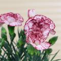 *Rare* Carnation Stripes Pico Flower Seeds - 20 seed Benih sayur sayuran Sesuai Untuk Pasuต้นไม้มงคล เมล็ดพันธุ์ผัก เมล็ดดอกไม้ ไม้ประดับ เมล็ดพันธุ์ ต้นไม้. 