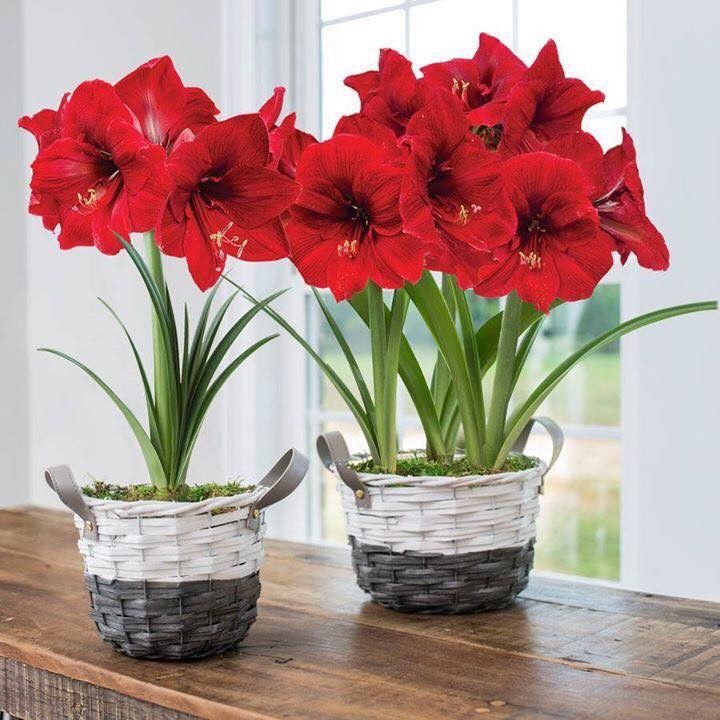 C%E1%BB%A7%20gi%E1%BB%91ng%20hoa%20lan%20hu%E1%BB%87%20%C4%91%E1%BB%8F%20nhung%20-%201%20c%E1%BB%A7%20-%20Image%201