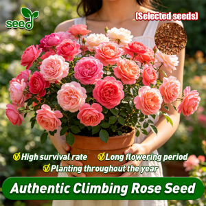 [Selected Seeds]100% Legit 100pcs Climbing Rose Plant Seeds for Planting Flowers (High Germination) Fragrant French Climbing Rose Flower Seed Bonsai Rose Flowering Plant Seeds Climbing Roses Live Plants Garden Balcony Indoor Potted Climbing Rose Seedlings