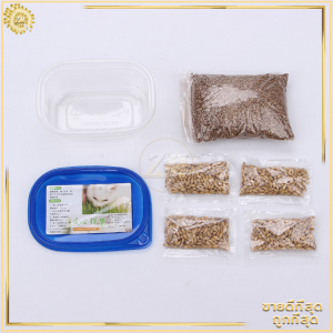 ข้าวสาลีแมว หญ้าแมว ชุดปลูกข้าวสาลี ต้นอ่อนข้าวสาลี ต้นข้าวสาลีแมว เสริมสร้างภูมิคุ้มกัน ลดกลิ่นมูลสัตว์เลี้ยง