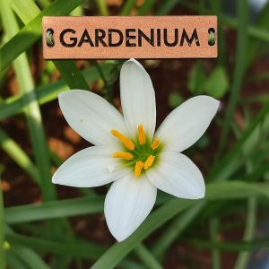 Umbi Bunga Rain Lily Candida - Zephyranthes Rainlily Lokal Putih (5 Umbi)