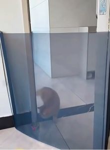 Ready Stock Home railing isolation Puppy Gate Dog Gate Safe Guard Pet Dog Safety Enclosure Dog Fences Cage