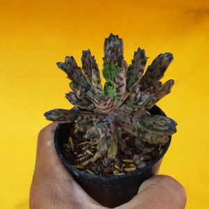 ต้นไม้อวบน้ำ กุหลาบหิน เศรษฐีล้านล้านมอนสเตอร์ Kalanchoe Daigremonliana Montrose #succulent #Kalanchoe