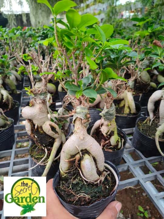 Bonsai Ficus Elastica Ginseng with FREE plastic pot pebbles and garden soil  (Indoor Plant Real Plant LivePlant and Limited Stock) -Plants for Sale  Indoor Live Plant Limited Stock Plants - Lazada |
