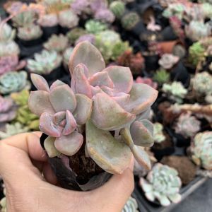 Sen Đá Melo size bầu 5-7 cm cây già khỏe