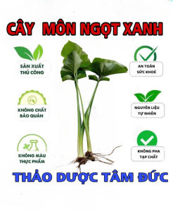 combo 10 cây khoai môn ngọt xanh giống