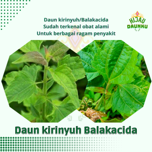 Tumbuhan Bibit Daun Kirinyuh Balakacida Kopasanda Obat Herbal SiamKraut Agonoi Bitter bush Chromolaena Hagonoy Herbe du Laos Huluhagonoi