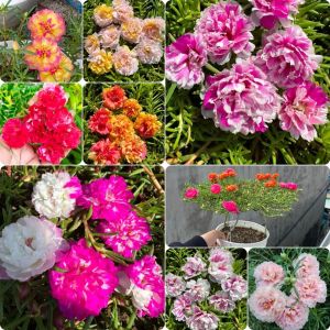 Hạt giống Hoa Mười Giờ Mỹ Kép Nhiều màu Nhập Khẩu - gói 5000 hạt