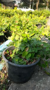 ตีนตุ๊กแก กระถาง 6 นิ้ว ไม้กระถางต้นสวยและแข็งแรง (กทม)