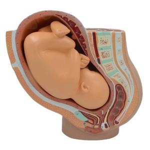 Female Pelvic Anatomy Model with Removable Fetus Classroom Teaching Tool Anatomical Female Model for Training Education