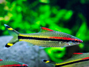 Puntius Denisonii/Red line algae eater/ 一眉道人    4-5cm