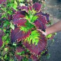 Miana Coleus Bima Daun Besar. 