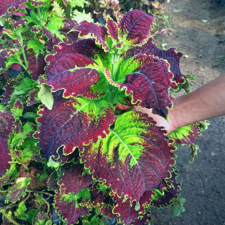 Miana Coleus Bima Daun Besar
