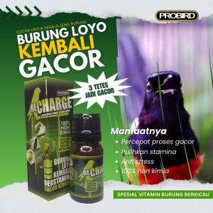 VIT GACOR RE CHARGE SPESIAL MURAI BATU ANIS MERAH COCAK IJO JADI CEPAT GACOR