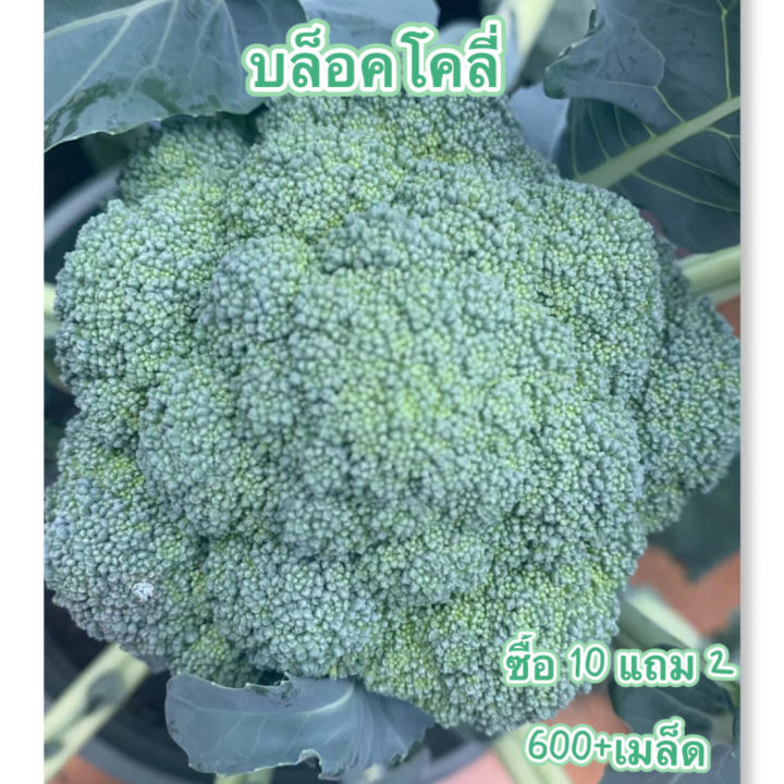 10 อันดับเมล็ดพันธุ์บร็อคโคลี่ ยี่ห้อไหนดี? อัปเดตปี 2025 สำหรับคนรักสุขภาพและมือใหม่หัดปลูก