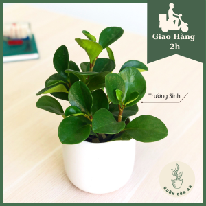 Cây Trường Sinh Cây trưởng thành cao 25 - 35cm Giao hàng nhanh (Cây trồng trong chậu nhựa) cây phong thủy hút tài lộc trang trí sân vườn văn phòng giá rẻ