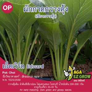 เมล็ดพันธุ์ เขียวกวางตุ้งเอ็ดเวิร์ด (ถุงใหญ่)