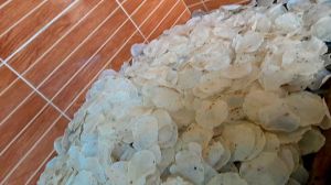 Opak Jengkol Cemilan Khas KARAWANG
