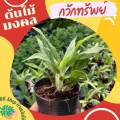 ต้นกวักทรัพย์ ต้นไม้มงคล กวักเงินกวักทองเข้าบ้าน พร้อมกระถ่าง 4 นิ้ว ต้นไม้มงคล ต้นไม้ฟอกอากาศ ต้นไม้ปลูกในบ้าน ต้นไม้มงคลปลูกในบ้าน ต้นไม้ การ์ตูน. 