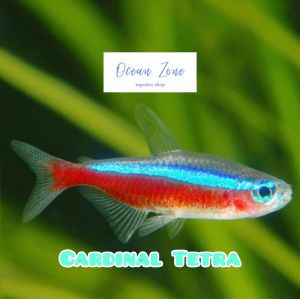 5pcs/10pcs Ocean Zone Cardinal Tetra